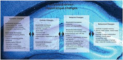 Hippocampal Deficits in Amyloid-β-Related Rodent Models of Alzheimer’s Disease